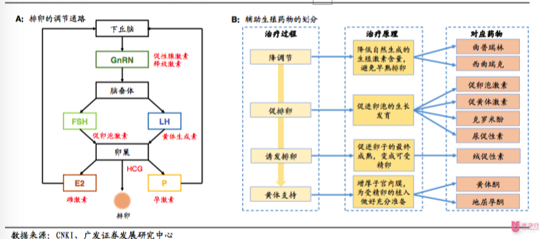 輔助生殖藥物的治療過程和對(duì)排卵的調(diào)節(jié)